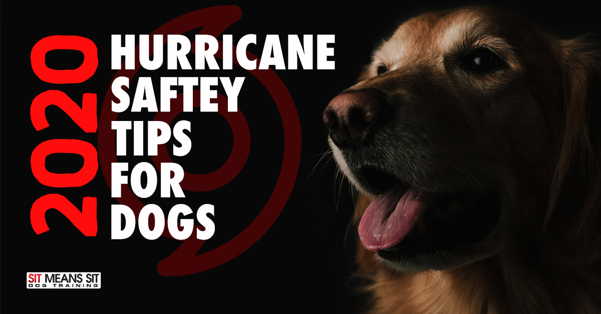 2020 Hurricane Safety Tips for Dogs