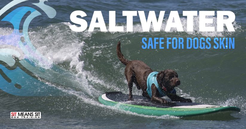 Is Salt Water Safe for Dogs Skin?
