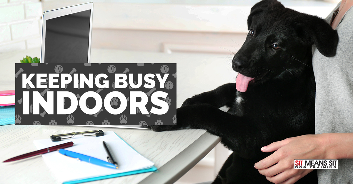 Easy Ways to Keep Your Dog Busy Indoors