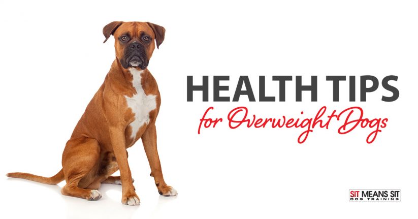 Health Tips for Overweight Dogs