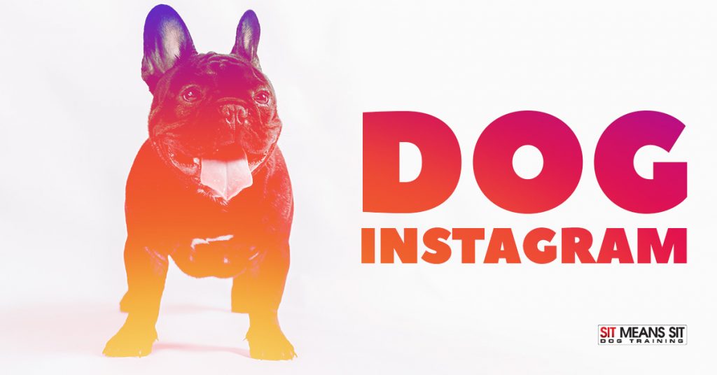 Popular Dog Instagram Accounts Sit Means Sit Dog Training