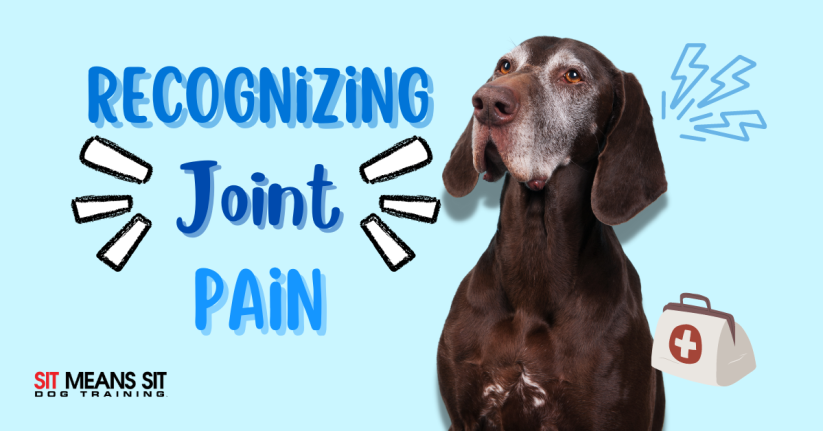 Recognizing Joint Pain in Your Dog