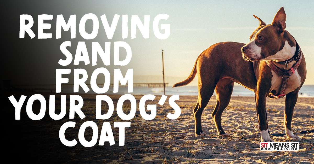 Removing Sand from Your Dog’s Coat After a Day at the Beach