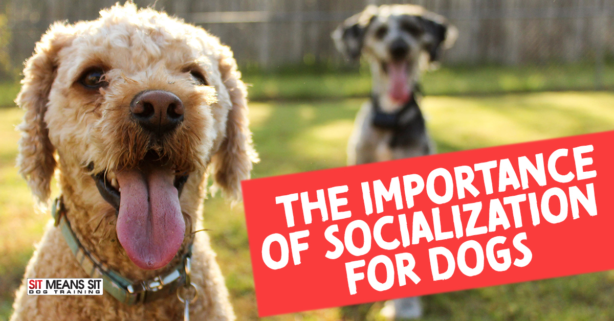 The Importance of Socialization for Dogs