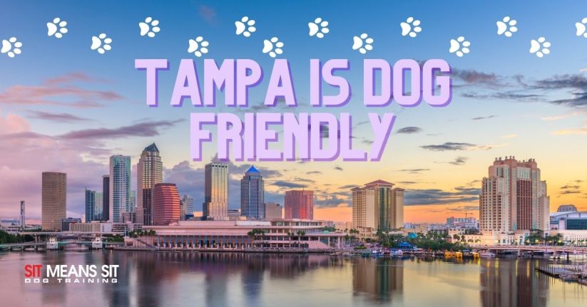 Tampa Named 2nd Most Dog-Friendly City in US