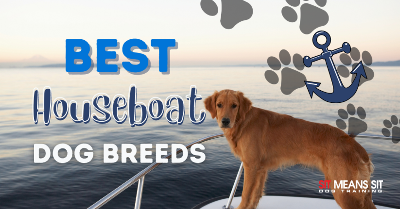 The Best Dog Breeds for Houseboats