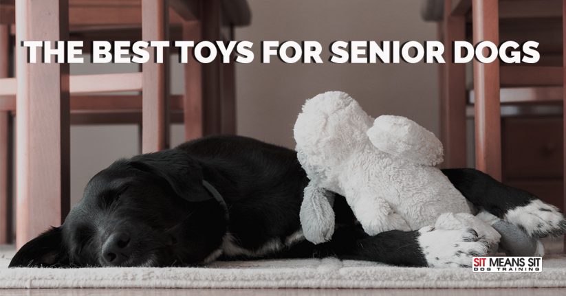 The Best Toys for Senior Dogs