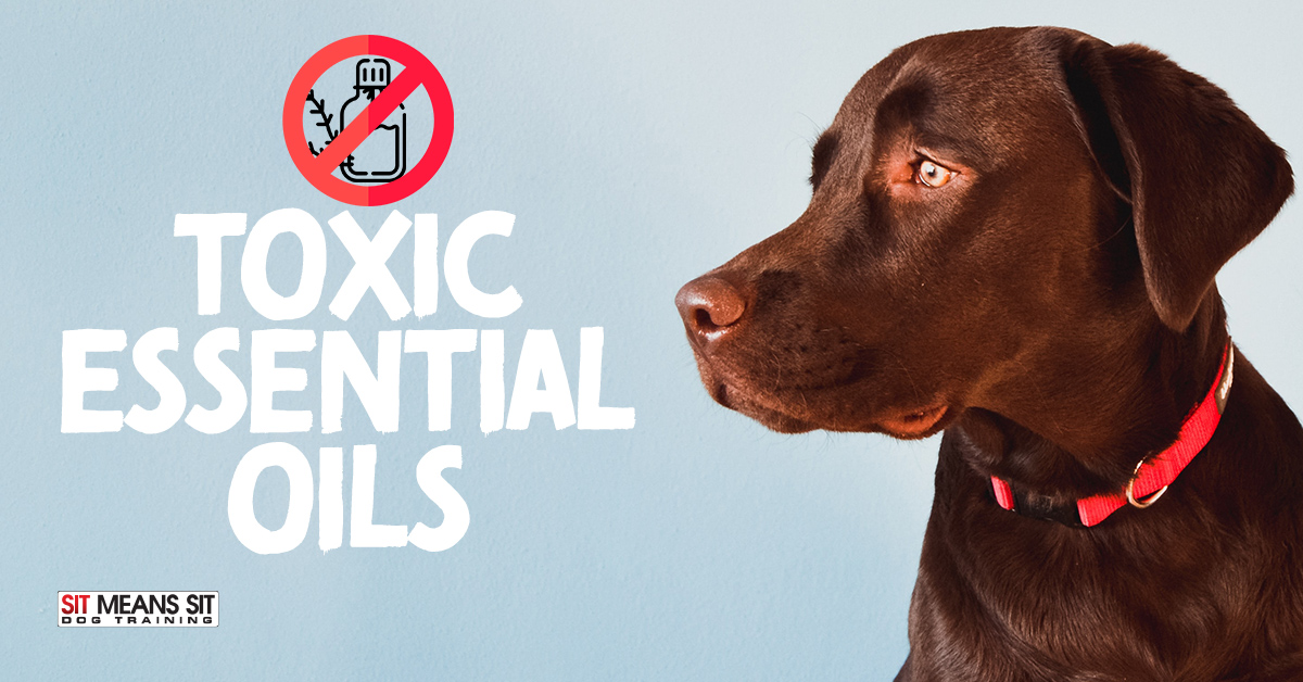 Toxic Essential Oils to Dogs - Sit Means Sit Dog Training