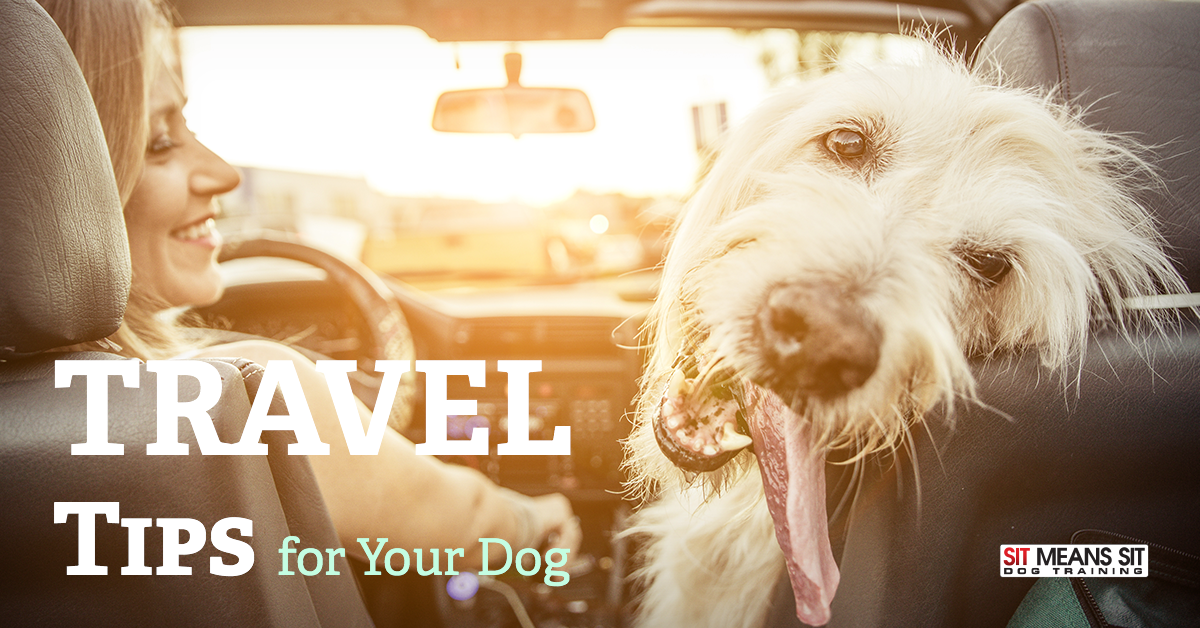 Dog Travel Tips