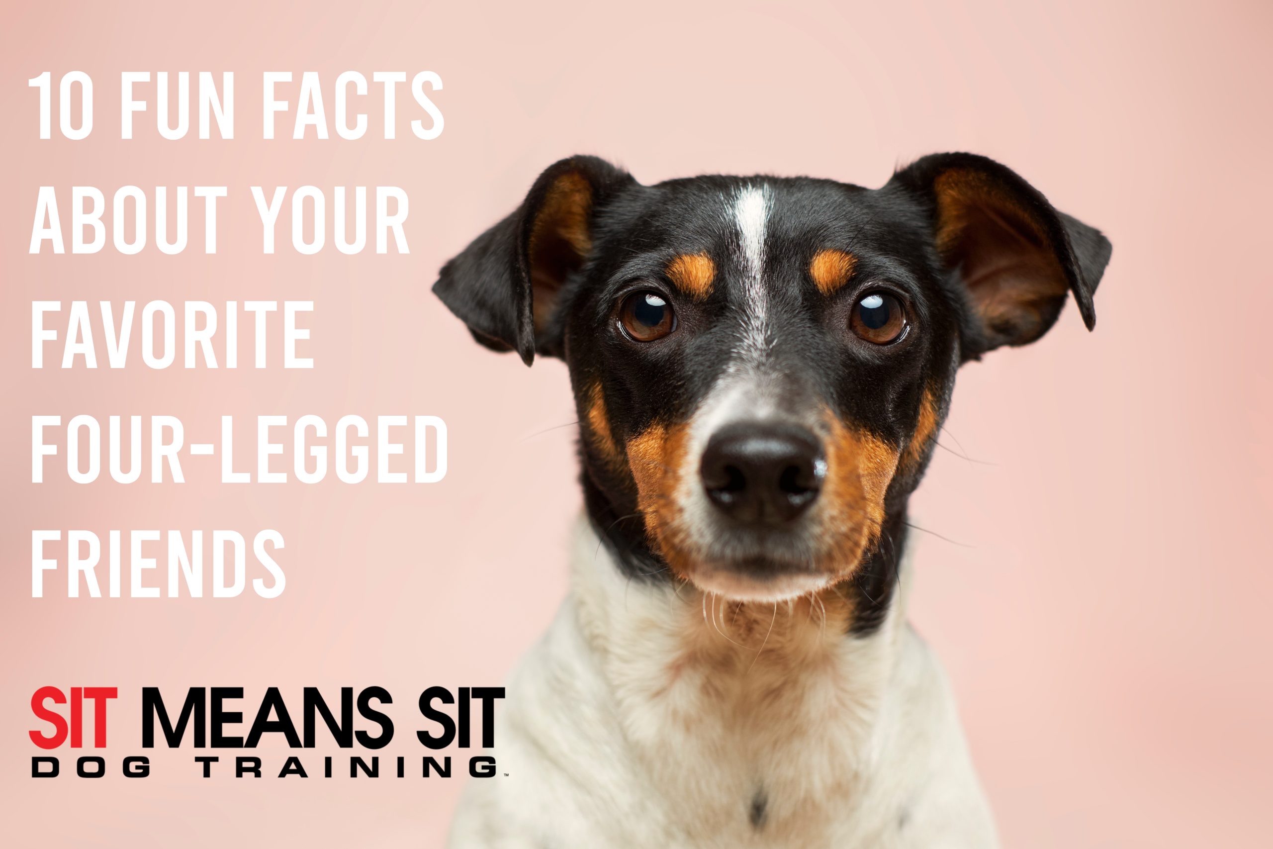 10 Fun Facts About Your Favorite Four-Legged Friends