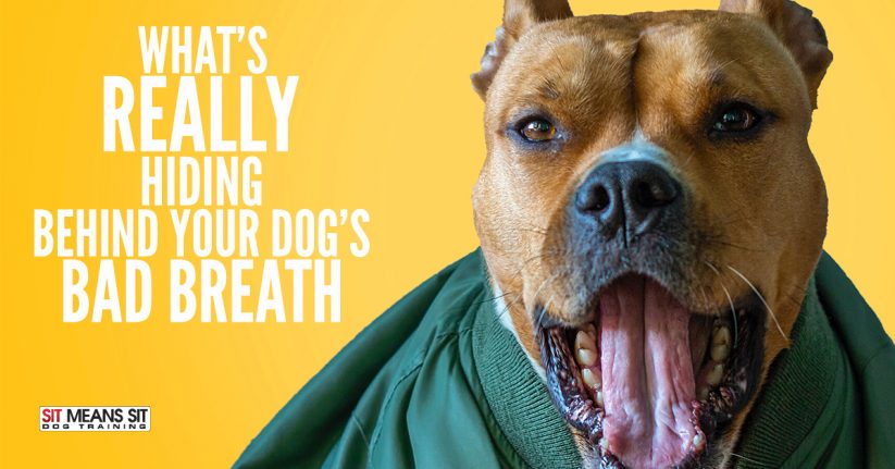 What’s REALLY Hiding Behind Your Dog’s Bad Breath?