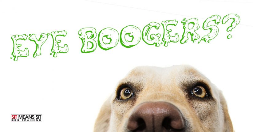 What Causes Eye Boogers in Dogs?