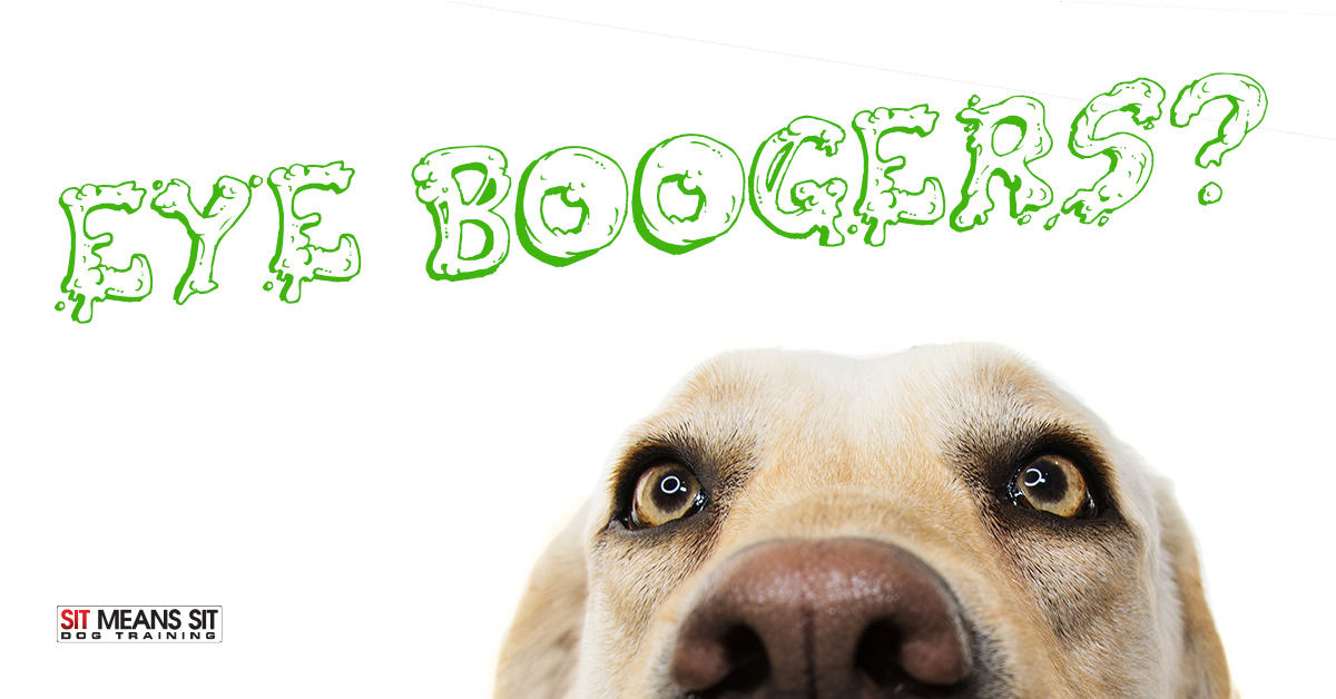 why do dogs get so many eye boogers