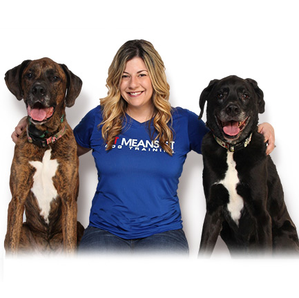 Sit Means Sit Dog Training: USA's Top Dog Training Company